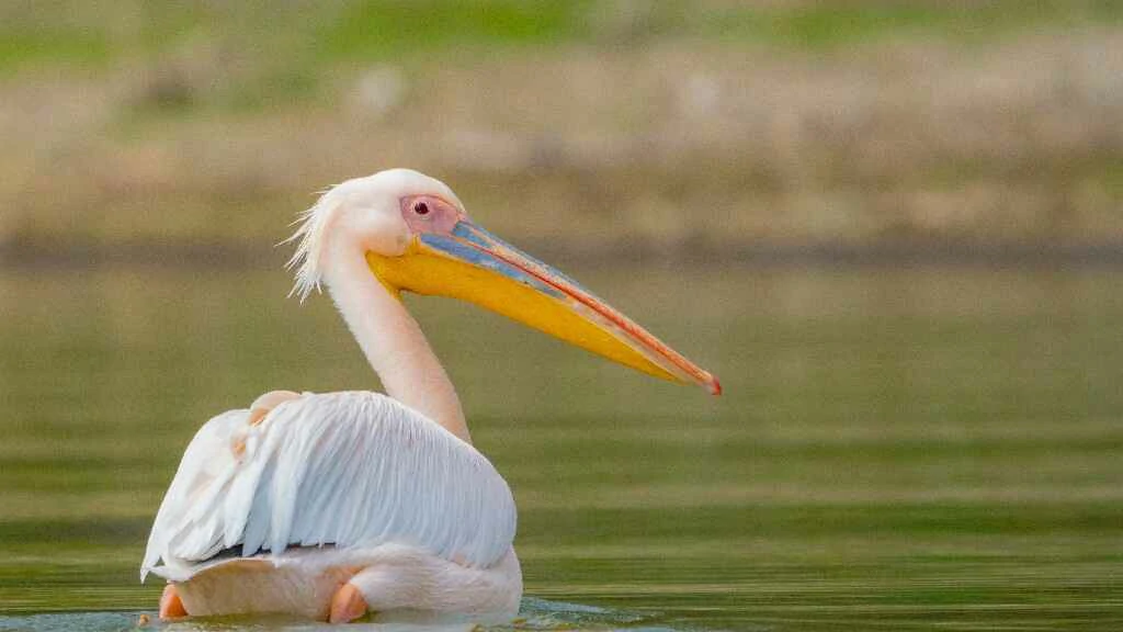 great white pelican swiming